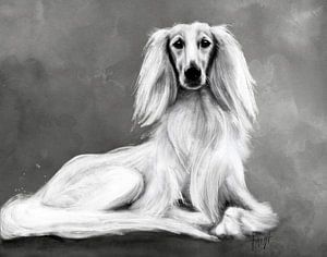 Saluki Zar
