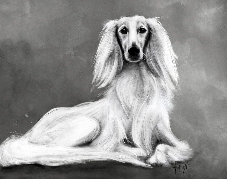 Saluki Zar von Tanja Kooymans