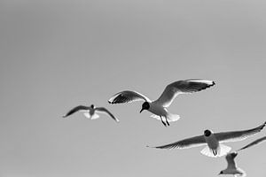 Seagulls hovering above the beach by Leon Doorn