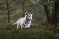 Königstiger ( Panthera tigris ), weißer Tiger in natürlicher Umgebung, rennt und springt durch das U van wunderbare Erde thumbnail