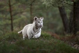 Royal Bengal Tiger ( Panthera tigris ), white morph, running fast, jumping through a natural forest,