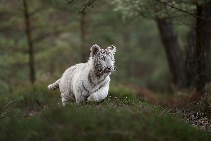 Königstiger ( Panthera tigris ), weißer Tiger in natürlicher Umgebung, rennt und springt durch das U van wunderbare Erde
