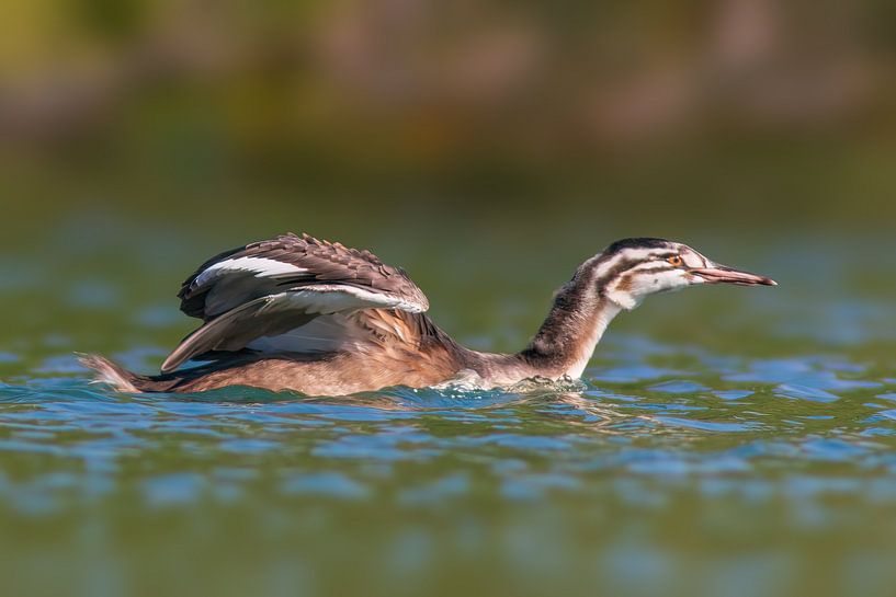young great crested grebe chick von Mario Plechaty Photography
