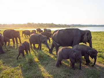 Elefantengruppe bei Sonnenuntergang im Kaudulla-Nationalpark, nahe Sigiriya | Reisefotografie Sri La von Teun Janssen