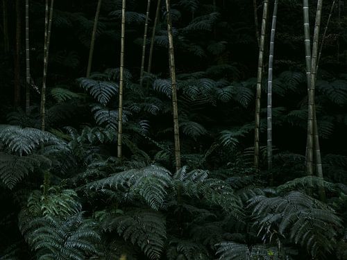 Groene varens in een bamboebos in China