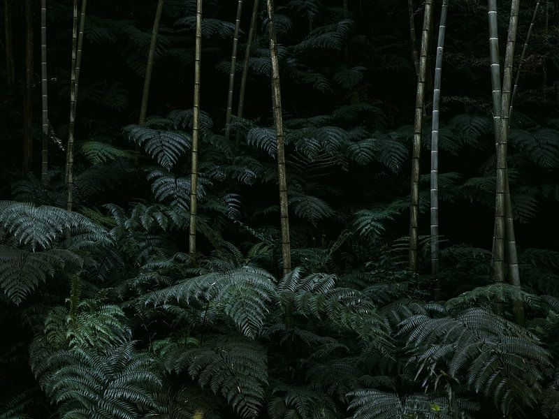 Groene varens in een bamboebos in China van Photolovers reisfotografie