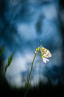 Orange tip tip