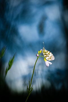 Orange tip tip by Francis Langenbick