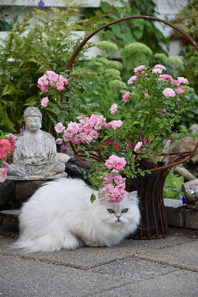 cat poses by Petra van Engelenburcht