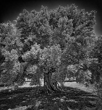 Olive tree by Leopold Brix