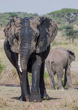 olifanten van anja voorn