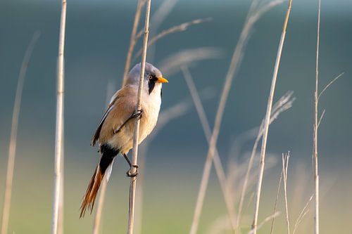 Baardmannetje in het riet, Nationaal Park Lauwersmeer