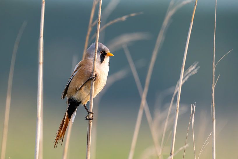 Baardmannetje in het riet, Nationaal Park Lauwersmeer van Jeroen van Deel