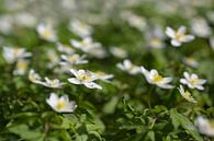 Bloeiende witte bosanemoon (Anemonoides nemorosa) als een lenteklokje van Maren Winter thumbnail