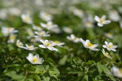 Blooming white wood anemone (Anemonoides nemorosa) like a spring
