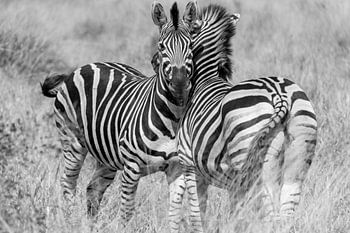 schwarze und weiße Zebras