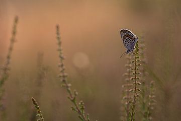 Heath blue butterfly by Bastian Boogaard
