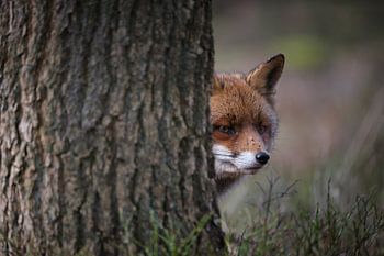 Renard observateur dans le Kroondomein sur la Veluwe