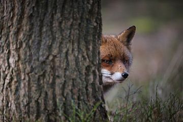 Aufmerksamer Fuchs in der Kroondomein auf der Veluwe von Adrian Visser