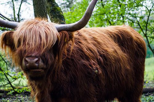 Schotse Hooglander