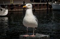 Möwe auf Beobachtungsposten