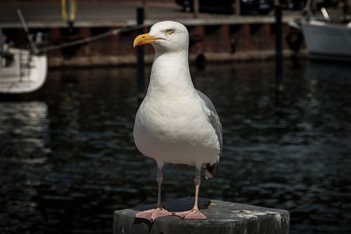 Meeuw op observatiepost