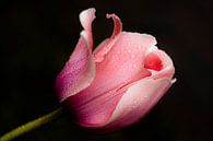 Tulpe mit Wassertropfen von Tom Smit Miniaturansicht