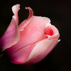 Tulip with water drops by Tom Smit
