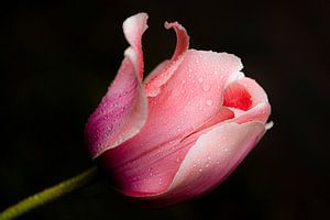 Tulpe mit Wassertropfen von Tom Smit