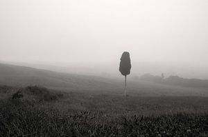 Zypresse im Nebel in der Toskana, Italien