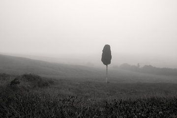 Cipres in de mist in Toscane, Italië