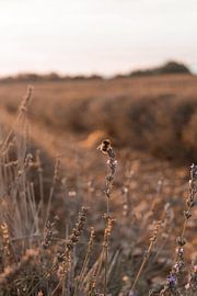 Biene auf einer Lavendelblüte von May Vanhille