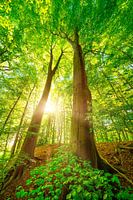 Grüner Wald