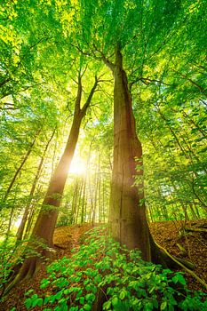Grüner Wald