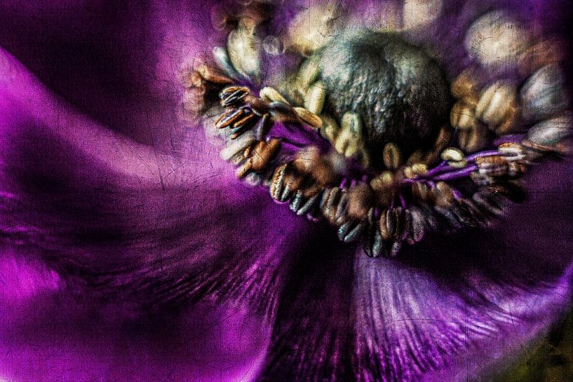 Anemone Detail von Petra Dreiling-Schewe