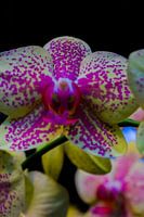 butterfly orchid