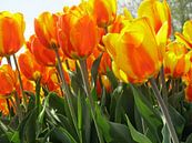 De oranje bloem van Ria van den Berg thumbnail