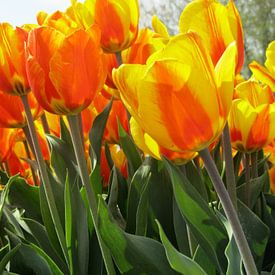 De oranje bloem von Ria van den Berg