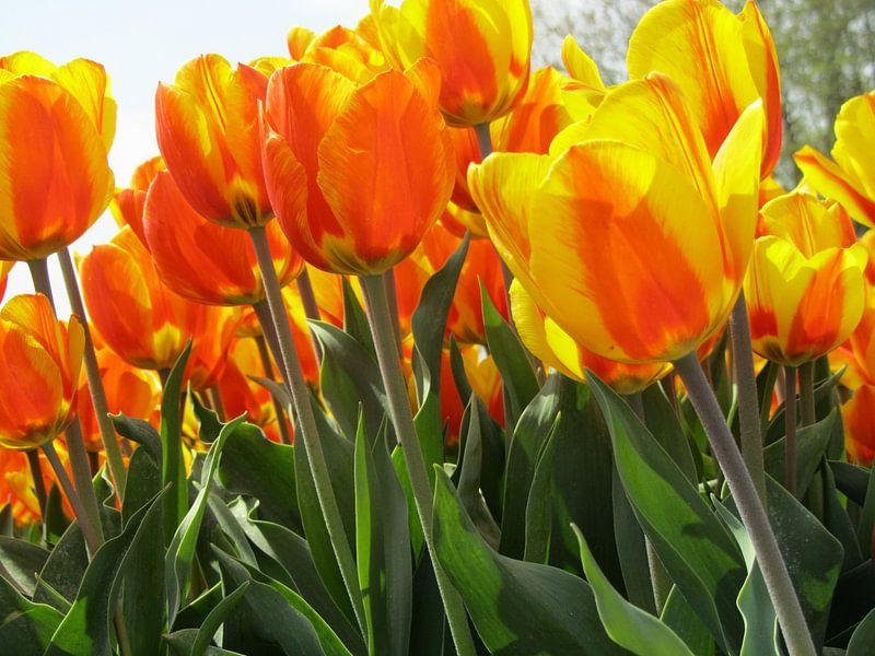 De oranje bloem van Ria van den Berg