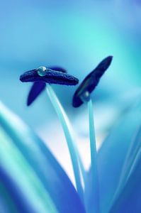 Blau