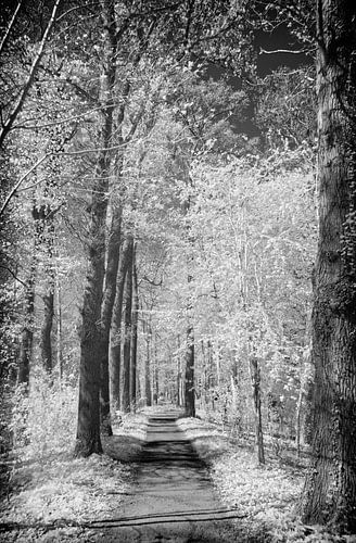 Infrarood bospad Zwart-wit contrast en stille schoonheid van Hidden Light Gallery