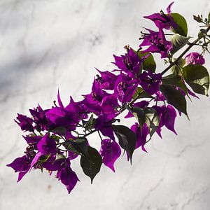 Blühender Bougainvillea Zweig vor weißer Wand in Portugal