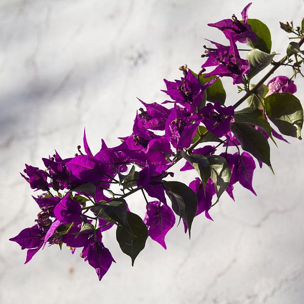 Flowering Bougainvillea branch in front of white wall in Portugal by Western Exposure