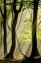 "The Dreamy Giants" van Chris Biesheuvel I  Dream Scapes thumbnail