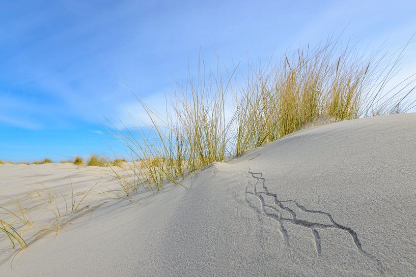Dune d'herbe poussant sur de petites dunes de sable sur la plage de Schiermonnikoog par Sjoerd van der Wal Photographie