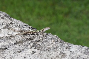 Ruïnehagedis (Podarcis siculus) is Zuid-Italië van Frank Heinen