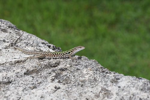 Ruïnehagedis (Podarcis siculus) is Zuid-Italië van Frank Heinen