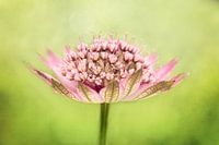 Astrantia, Zeeuws knoopje