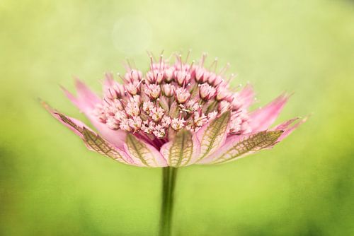 Astrantia, Zeeuws knoopje