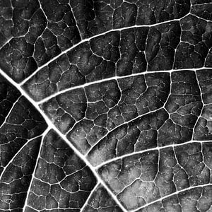 LEAF STRUCTURE no2a BLACK AND WHITE van Pia Schneider